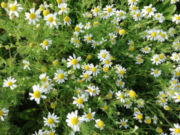 菊花 花海