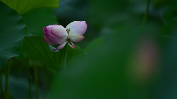 夏荷