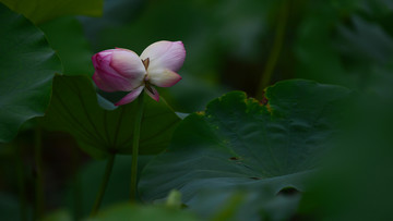 夏荷