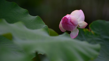夏荷