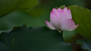 夏荷