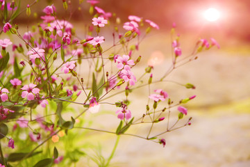 山花 野花