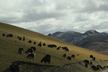 川藏高原 牛羊马群