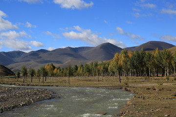 高山草甸 牧场