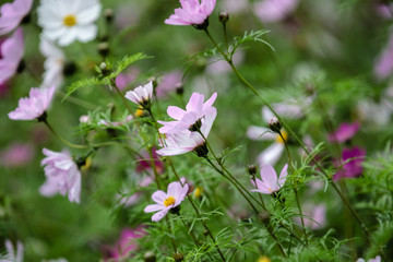 格桑花