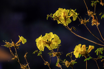 黄金风铃花