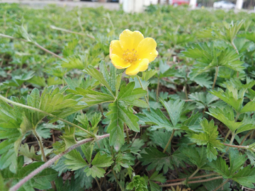 小野花