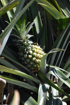 菠萝