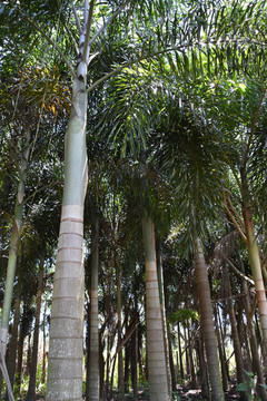 热带树林