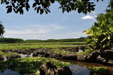 田间溪流