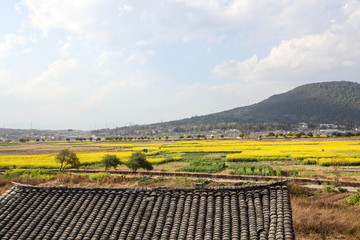 和顺古城 油菜花 和顺油菜花