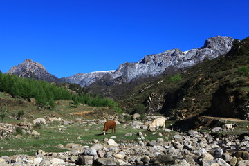 农村
