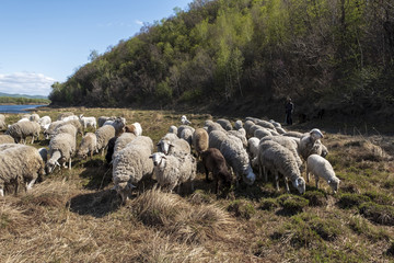 春季羊群