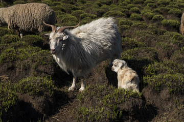 大羊和小羊