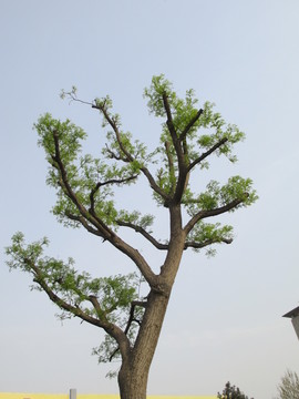 发芽的树