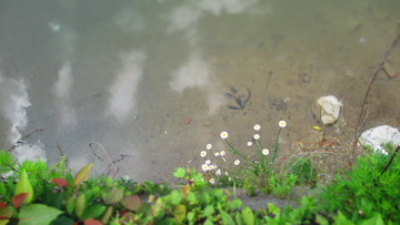 水边的雏菊