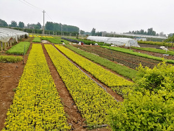 花卉种植基地