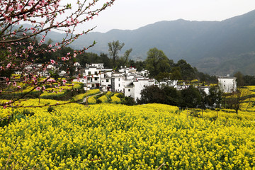 婺源县 江岭景区 江岭村 桃花