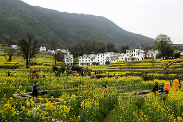 婺源县 江岭景区 江岭村