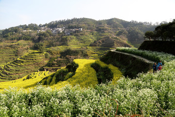 婺源县 篁岭景区 油菜花梯田