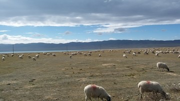 新疆青海湖