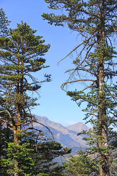 高山山峰 原始森林 松树