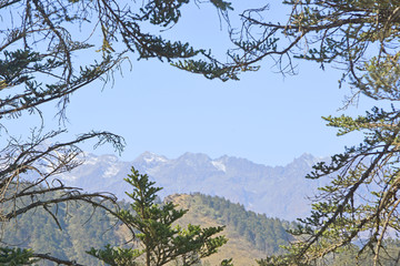 高山山峰 原始森林 松树