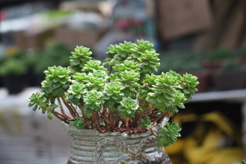 多肉植物 多肉花卉