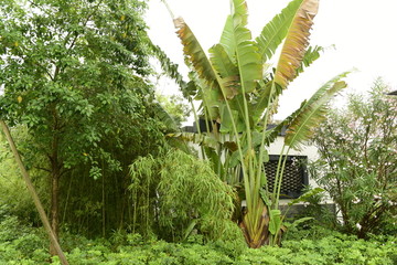 园林植物