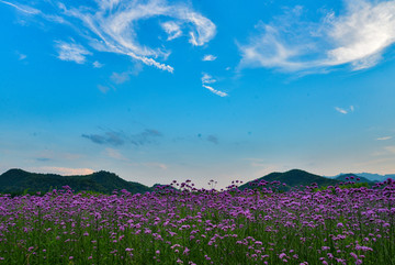 马鞭草