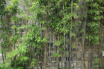 竹子 墙壁