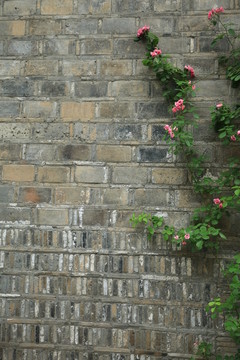 蔷薇花 砖墙