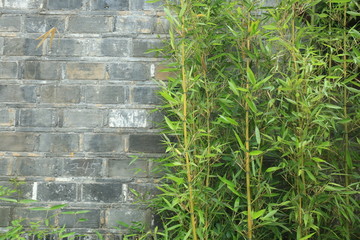 砖墙 竹子