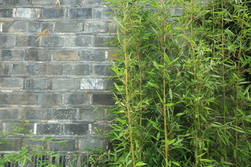 竹子 砖墙