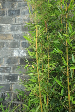 竹子 砖墙