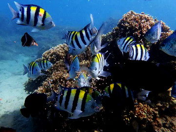 海底世界 鱼 珊瑚礁 台湾岛