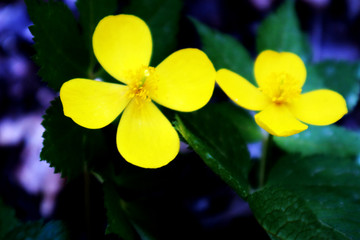 小花 黄色 野生