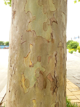 树皮木纹