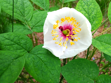 野芍药