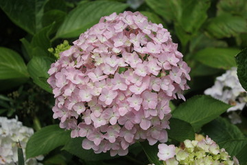 绣球花