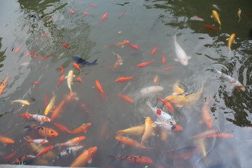 锦鲤
