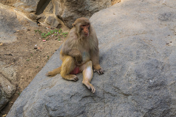 济南动物园的猴子 （1）