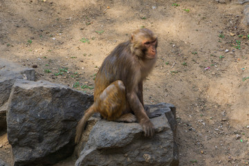 济南动物园的猴子 （3）