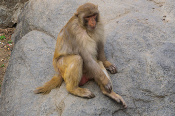 济南动物园的猴子 （4）