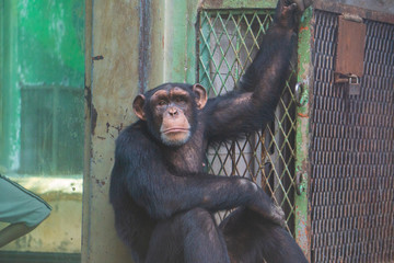 济南动物园黑猩猩 （34）