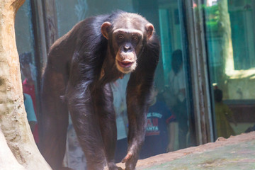 济南动物园黑猩猩 （48）