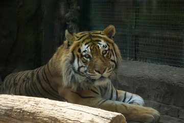 济南动物园老虎 （3）