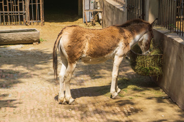 济南动物园驴