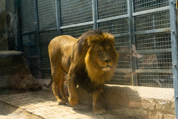济南动物园狮子 （5）