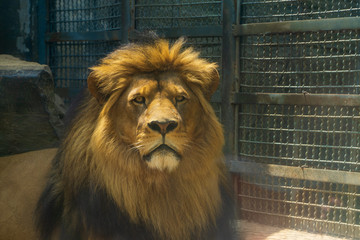 济南动物园狮子 （8）